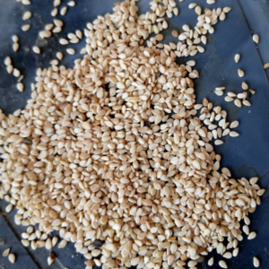 resources of Sesame exporters