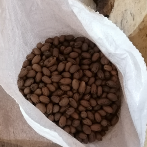 resources of Pecan exporters