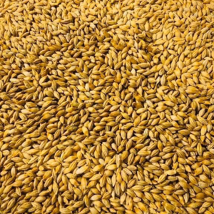 resources of ANIMAL FEED BARLEY exporters
