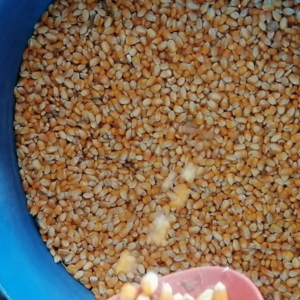 resources of Yellow Corn for Animal Feed /Yellow corn for consumption exporters