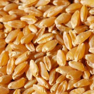 resources of DURUM WHEAT exporters