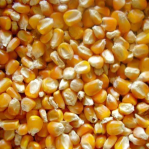resources of Yellow corn for animal feed grade exporters