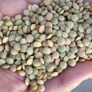 resources of CANADA GREEN,YELLOW AND RED LENTILS exporters