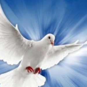 JESUS DE NAZARETH IMPORT& EXPORT S.R.L