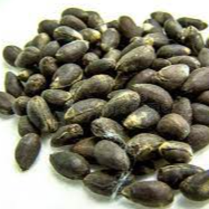 resources of COTTON SEED exporters