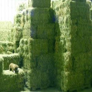 resources of Top Quality Animal Feed Alfafa Hay for Animal Feeding Stuff Alfalfa exporters