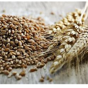 resources of rye exporters